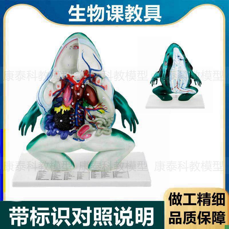 青蛙模型脊索两栖类动物内脏z解剖带标识生物课教具科普馆展示