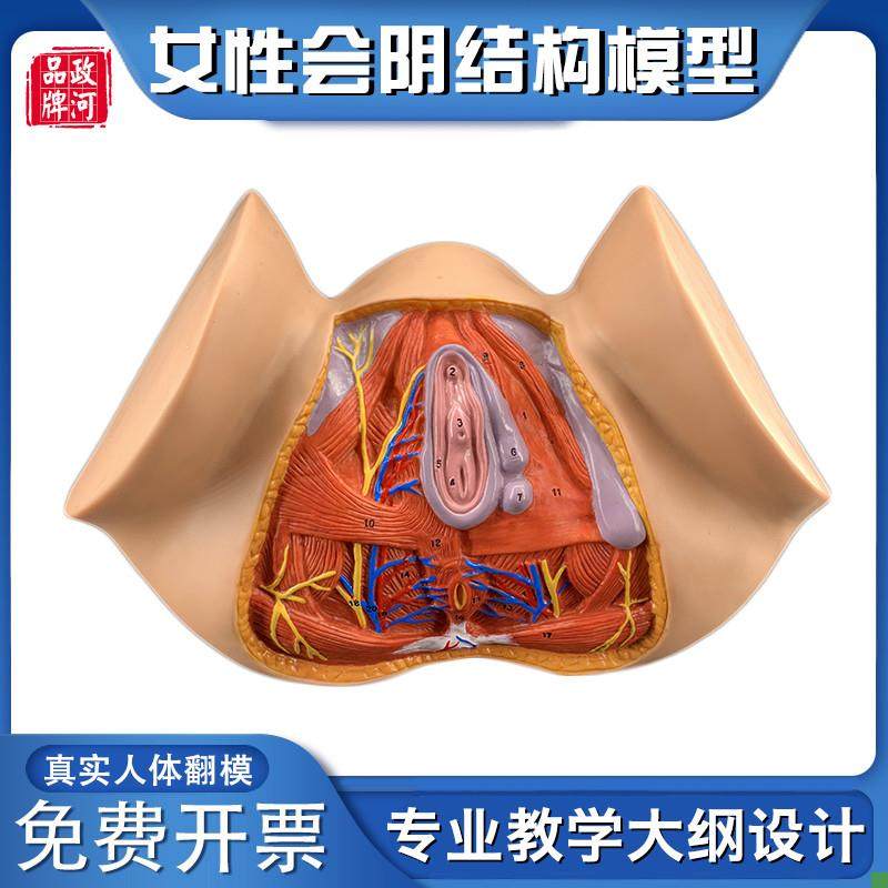 政河女性会阴器官结构解剖模型人体生殖构造讲解医U院学校教学用