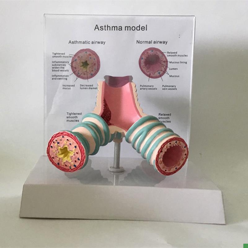 气管解剖支气管纤维支气管哮z喘解剖模型教学人体模型教学教具