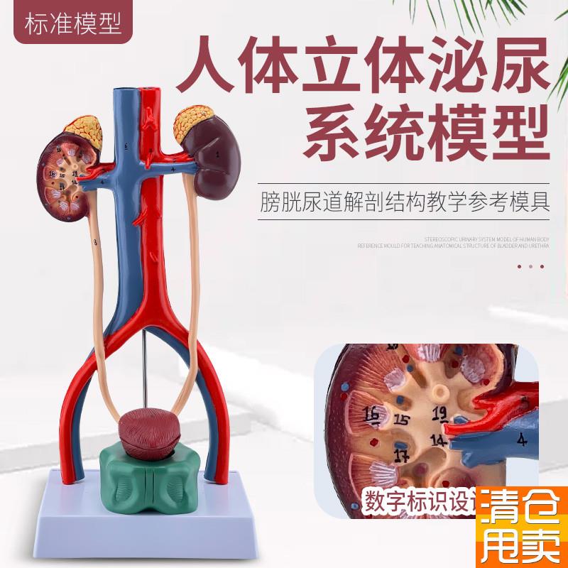 人体泌尿系统模型输尿管膀胱尿道肾解剖医学S生殖系统模型立体