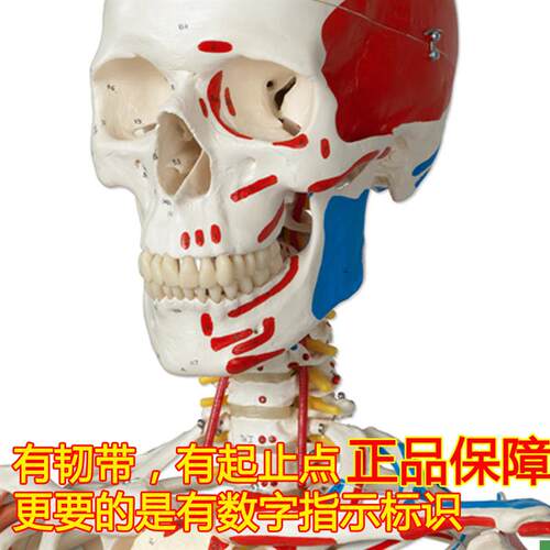 颐诺正品人体医用170CM骨骼模型肌肉韧带小N针刀骨架标本解剖脊柱