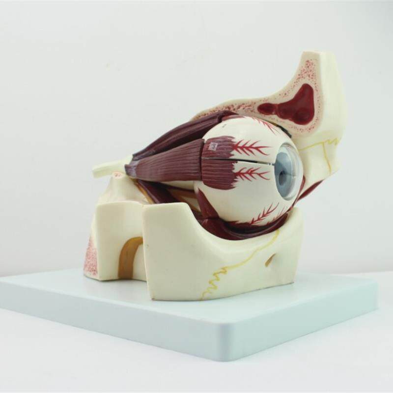 颐诺正品眼球眼眶解q剖结构放大模型人体感觉器医用眼球模型