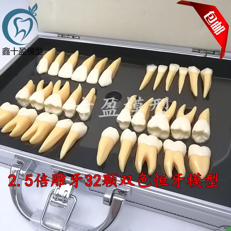 牙科口腔教学2.5倍双色恒牙立体离体模型医患L沟通32颗雕牙M7026