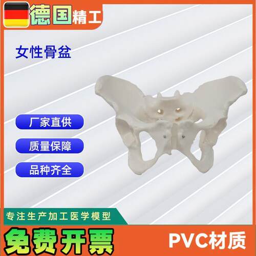 女性骨盆模型盆腔器官骨骼w解剖结构造教学仿真女性骨骼模型