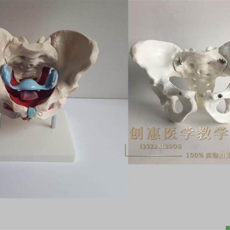 骨盆模型女性e骨盆及盆底肌肉模型盆腔器官骨骼解剖结构造教学医