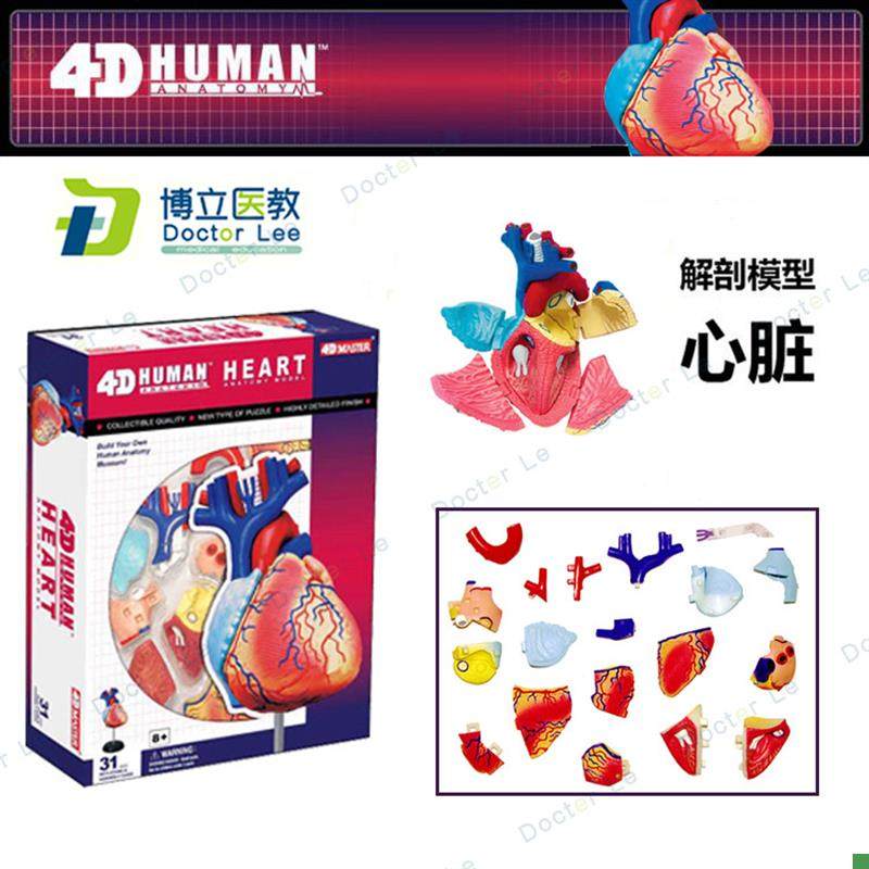 4DMASTER拼装人体s模型内脏脑颅骨肌肉手骨架眼耳牙胃心脏妊娠