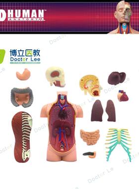 人体器官解剖拼装模型大脑内脏肌肉骨骼医学教学DIOY玩具4DMASTER