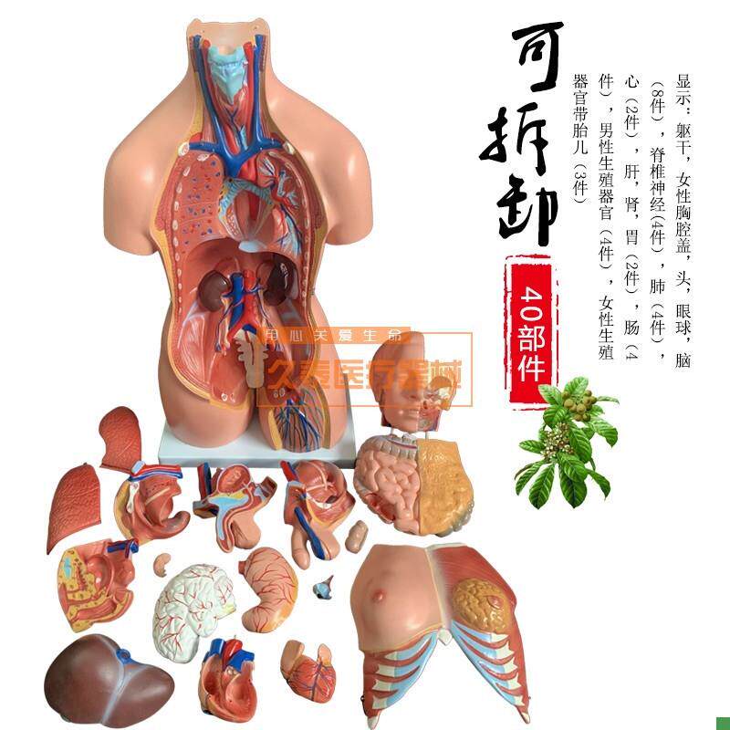 85CM两性躯干模型2s3件人体躯干模型医学人体模型内脏解剖模型