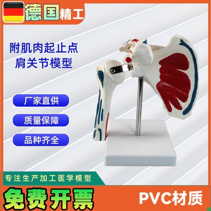 附肌肉起止点肩关节模型实力工厂直Q营源头教学学习