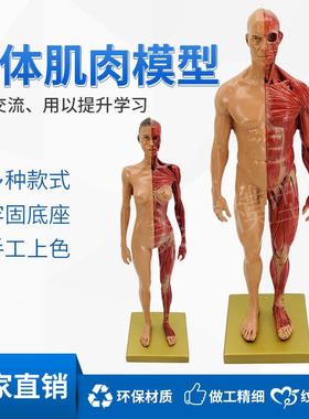 30cm绘画参考头骨o模型半身像医学艺用人体肌肉骨骼解剖结构美术