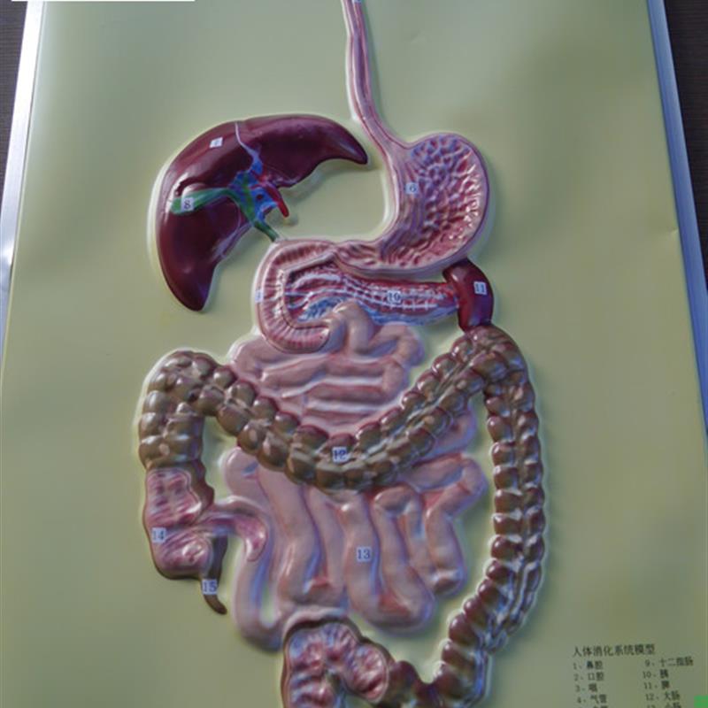 人体消化系统模型教学I模型厂家直销包邮