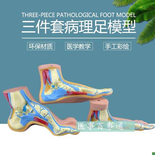 正常的足部正h常足表层结构肌肉韧带人体骨骼关节模型示教模型