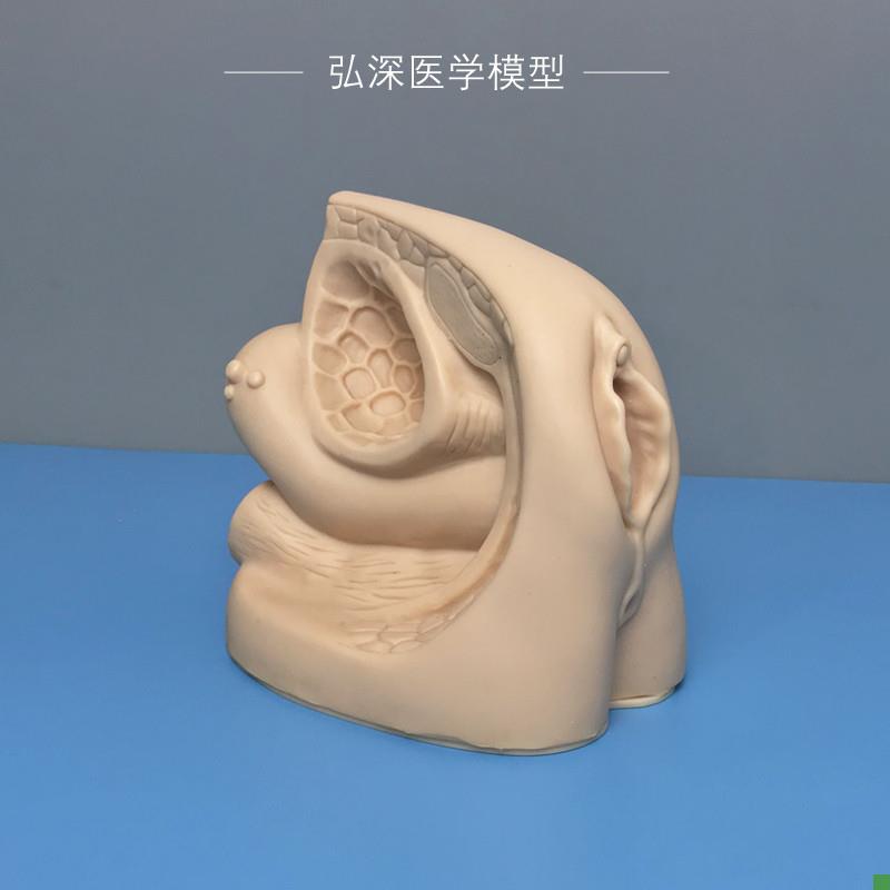 女性内外生殖器官l模型导尿练习演示人体生殖系统结构膀胱医学教