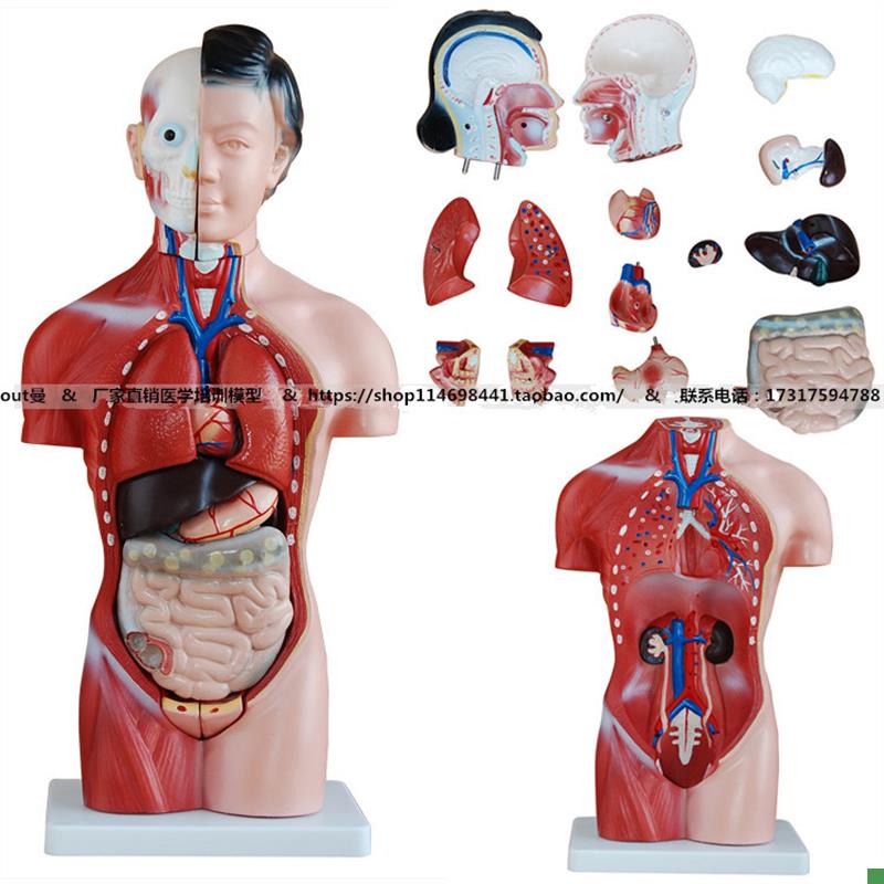 42CM女性g躯干模型15件人体躯干解剖模型人体解剖模型内脏模型