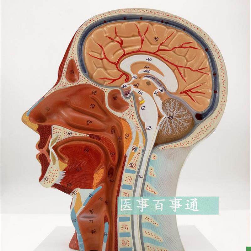 人体头骨带肌肉神经血管模型型美容H面部神经微整形头浅表模型