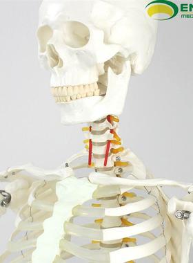 ENOVO颐诺170CM人体骨骼模型美术医学用脊柱弯曲瑜W伽健身骨架模