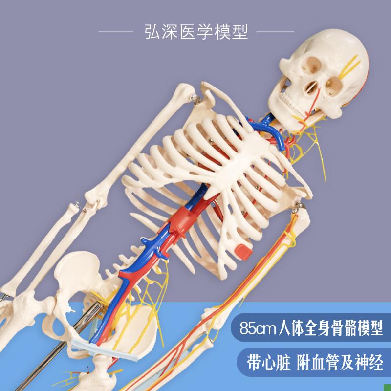 人体骨骼模型f85cm全身骨架骷髅带心脏神经血管骨科医学生教学模