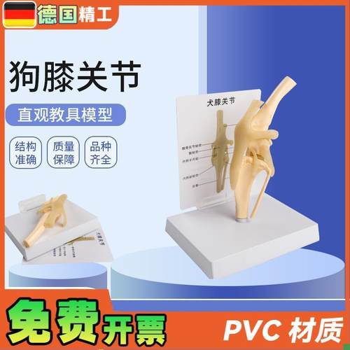 德国】犬骨d骼模型仿真PVC材质狗狗膝关节弯曲韧带腿骨宠物医生诊