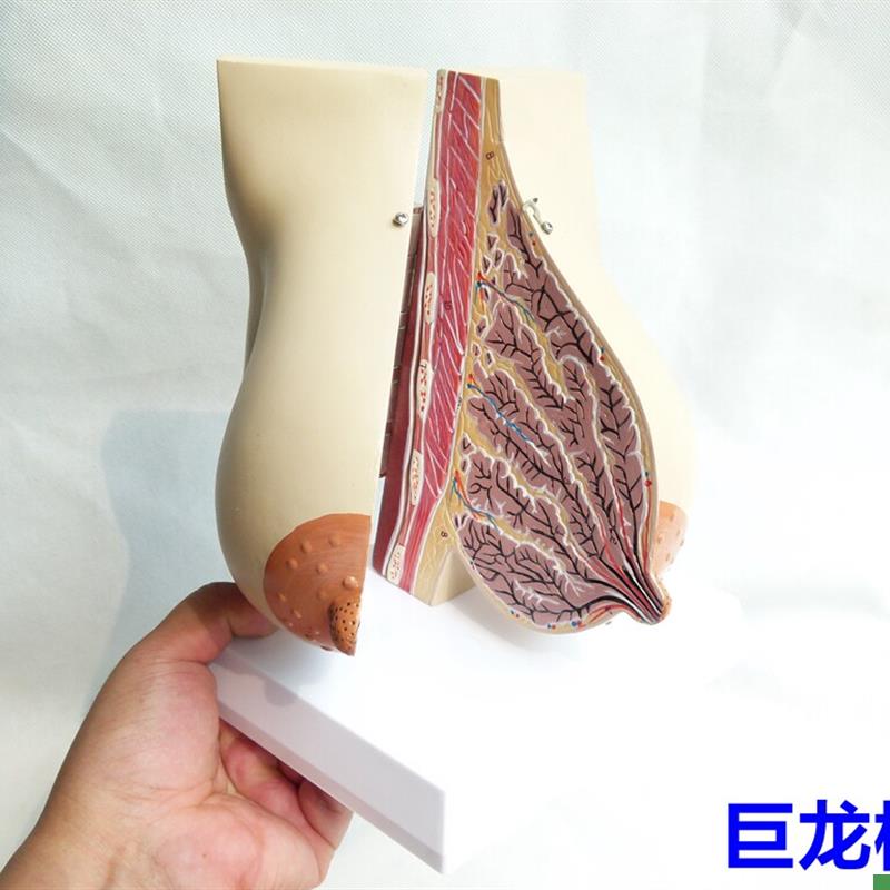 哺乳期乳房医学教学以孕女性乳房解剖人体模型人Z体解剖模型