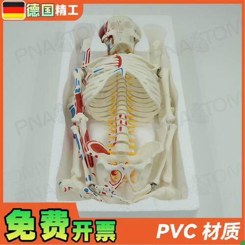 德国】85cm全身m人体骨骼模型可拆卸可活动肌肉着色脊神经椎间盘