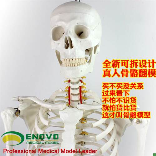 ENOVO颐诺170cm人t体骨骼模型骨架标本模型美术医学艺用可拆卸骨