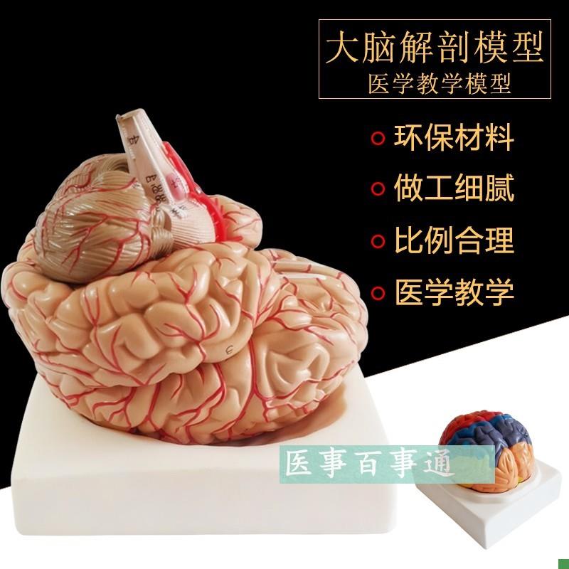 人体大型脑解剖模型人类t脑模型脑血管脑神经自然大人脑模型