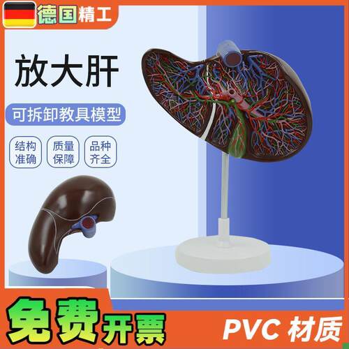 德国】人b体肝胆囊血管肝脏内脏器官解剖模型医学消化外科肝胆科