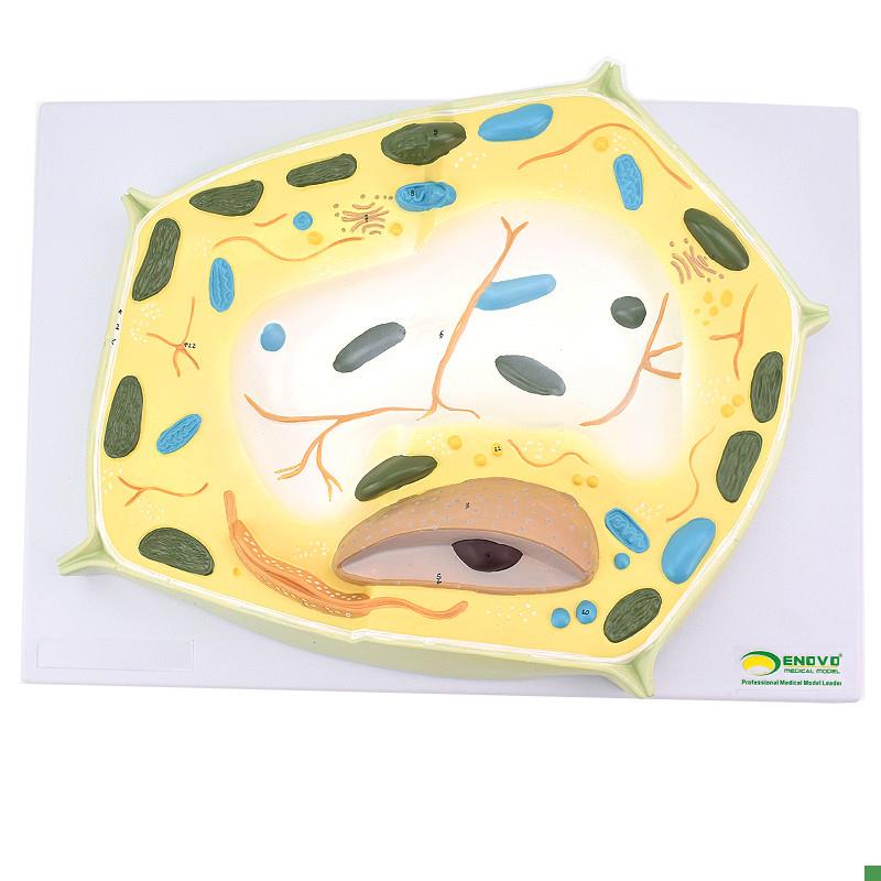 ENOVO颐诺植物细胞模型植物学生物学林业大O学教学森林植物教学教