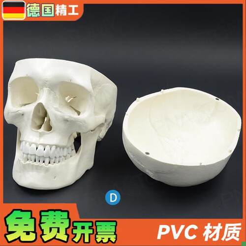 德国】1比1大人体头骨模型成人头颅骨H仿真骷髅头骨教学美术标本