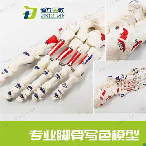 教学仿真足骨脚骨模型活动脚关节标本脚骨模型1:U1自然大足骨仿真