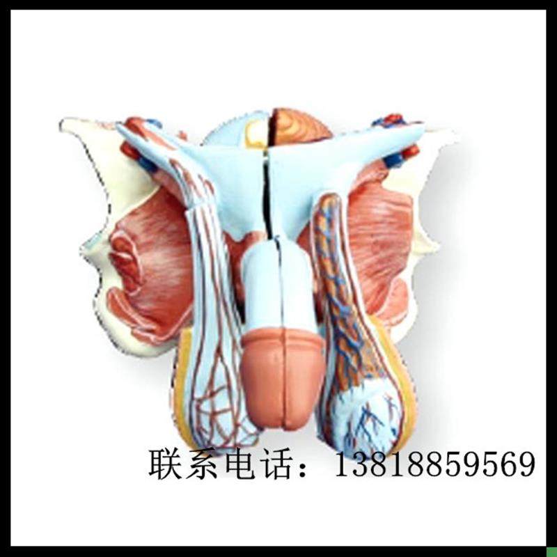 XC-331mD高级男性内外生殖器模型