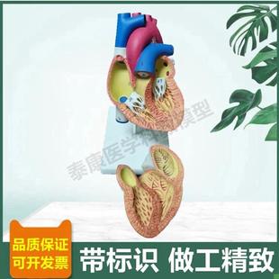 人体心脏模型可拆卸冠状动脉血管B心脏B超彩超教学临床循环三尖瓣