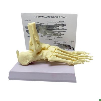 右脚骨模型踝关节足底韧带筋膜y骨科临床教学用1比1仿真医用标本