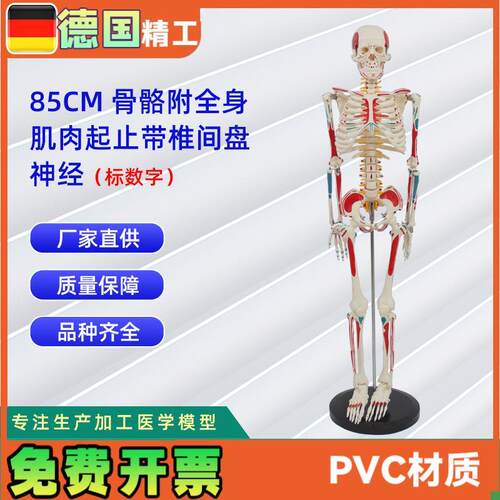 85CM附全身肌肉起止带椎间盘神经骨骼J模型标数字人体骨骼模型教