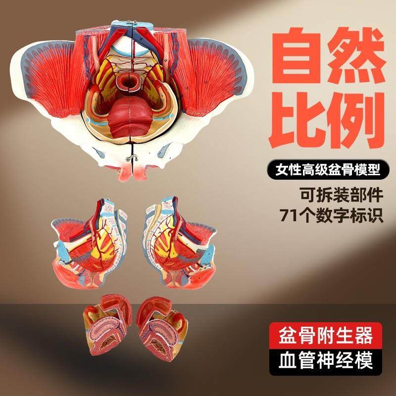 女性人体骨盆附生殖器官血管神经肌肉解剖分娩P演示教学盆底肌模