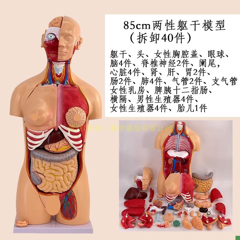 高级成人人c体躯干附内脏可拆装模型40件人体内脏解剖模型85CM高