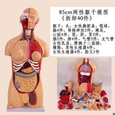 高级成人人c体躯干附内脏可拆装模型40件人体内脏解剖模型85CM高