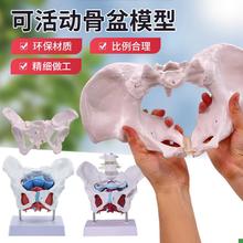 动态女性腰椎骨盆骨骼p模型关节可活动迷你小盆骨产康人体医用骨