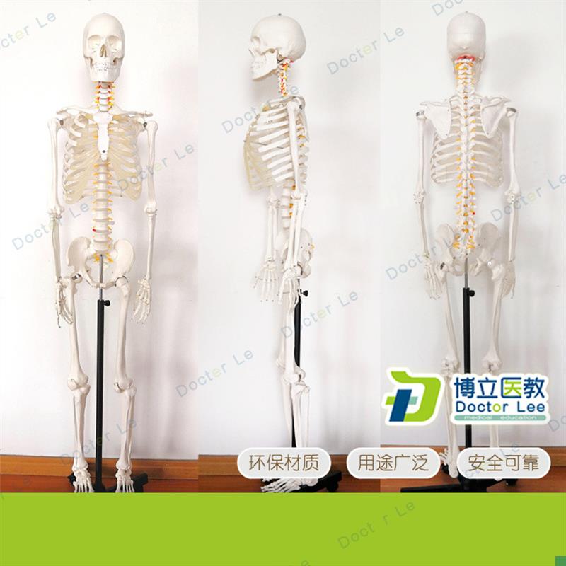 170cm医学脊椎骨o架可弯曲骷髅解剖人体骨骼模型全身模型骨架模型