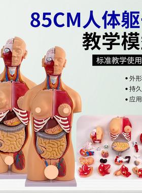 85CM两性躯干解刨o模型可拆卸40件男女性躯干及内脏器官拆卸模型