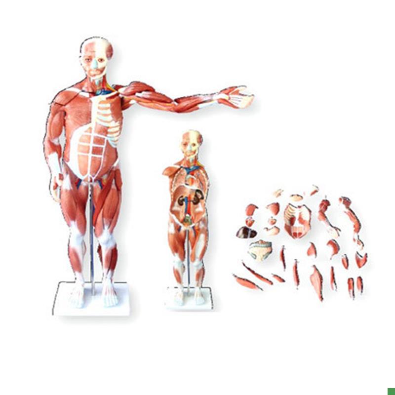 人体全身肌肉f解剖模型80CM(27件可拆卸医用人体肌肉解剖教学模型