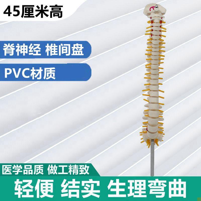 小型脊柱模型颈椎胸椎腰椎骶骨盲人推拿按摩O脊神经椎间盘健身瑜