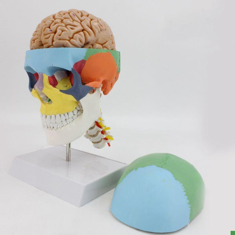 1比1头骨带脑附颈椎颅骨色彩分A离神经外科教学标本颅脑解剖可拆