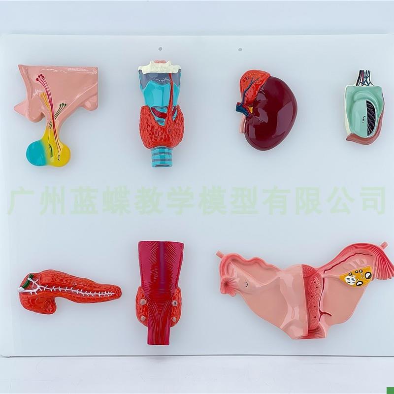人体内分泌器官模型垂体甲状腺肾上腺睾丸胰X甲装旁腺卵巢