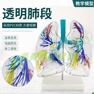 透明肺段模型g肺模型胸外科支气管树人体肺部解剖模型肺段模型
