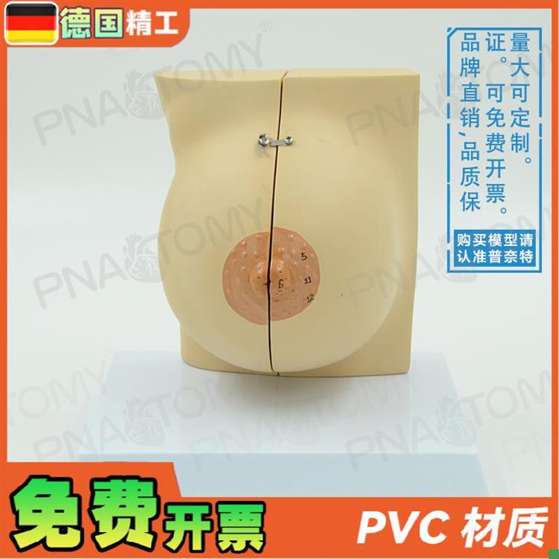 德国】女性仿真乳房乳腺r解剖模型妇产科产后修复培训丰胸整形教