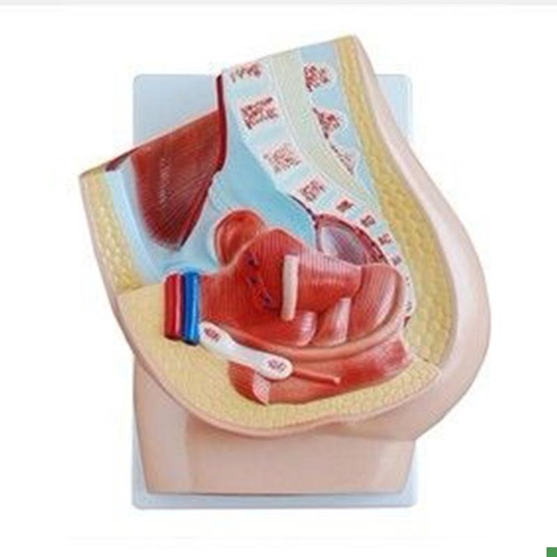 女性矢状a解剖(1件),妇科医学教具,生殖器解剖模型,妇科练习