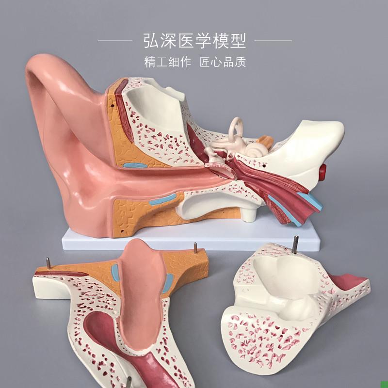 人耳朵模型人体耳解m剖耳部结构耳道采耳听觉耳鼻喉科医学教学模