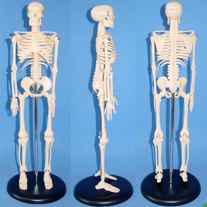 45CM人体骨骼医学教学模型人体解剖模型,R人体模型人体骨架
