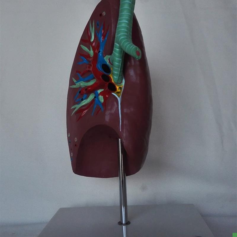 包邮人体肺解剖模型器官气管医用教X学讲解展示